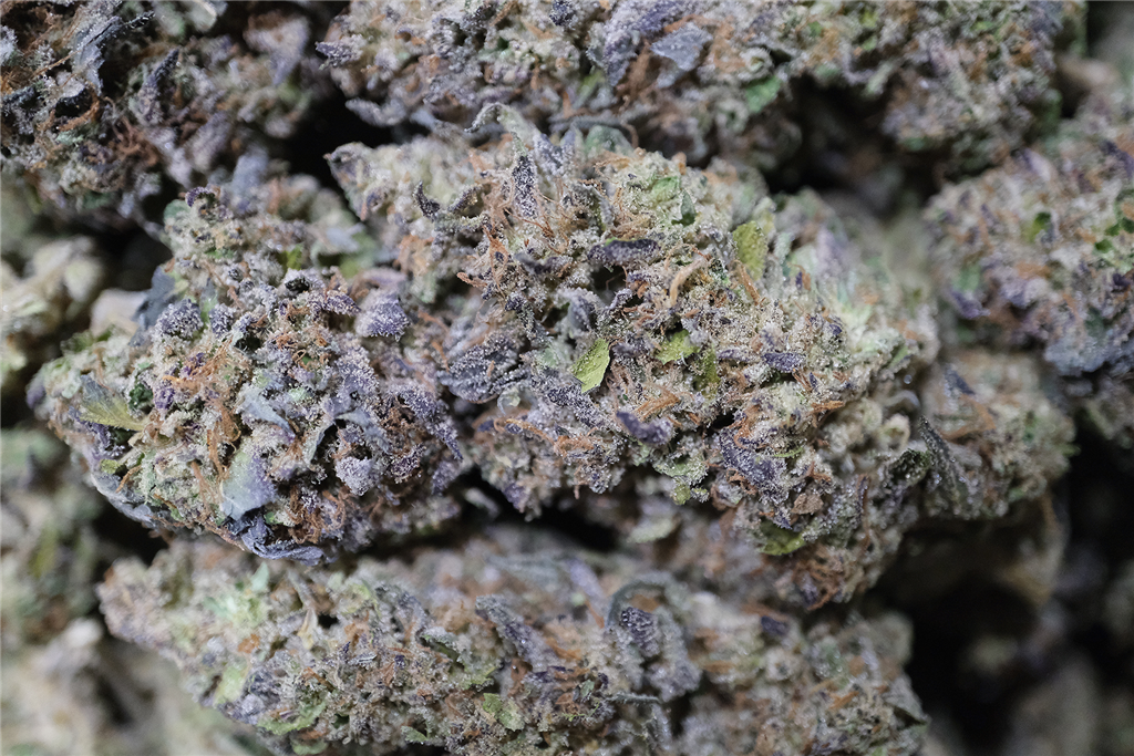 Government Oasis 27%